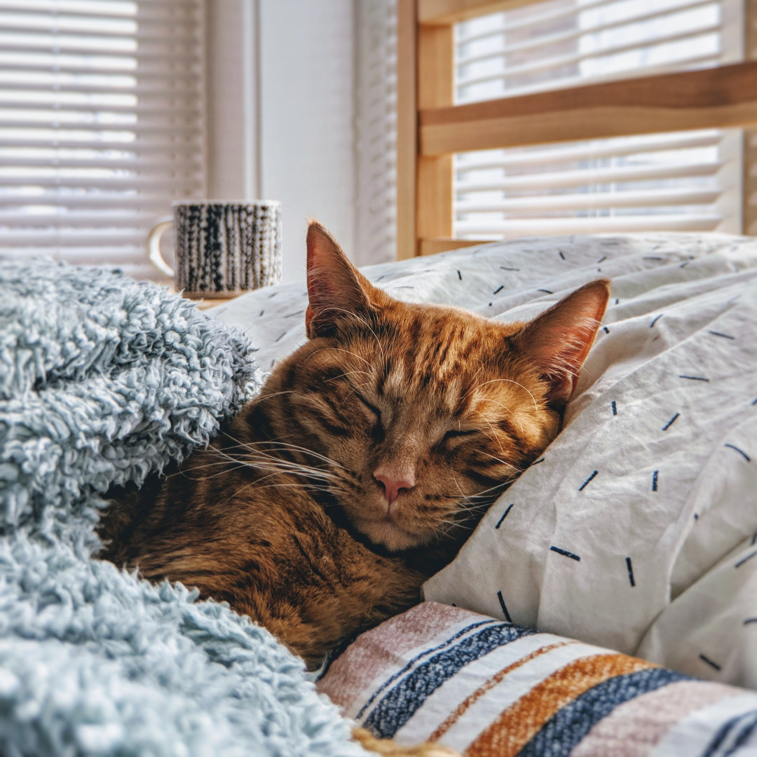 cat inside